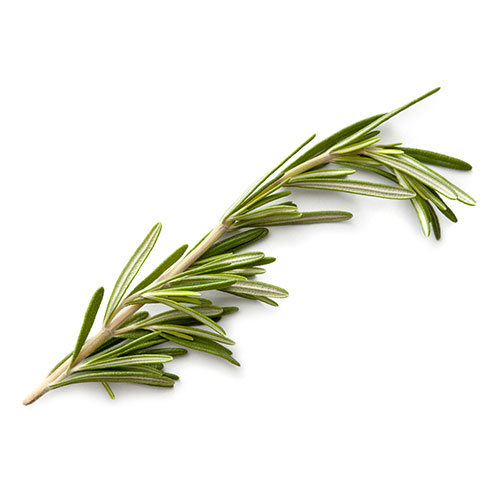 rosemary