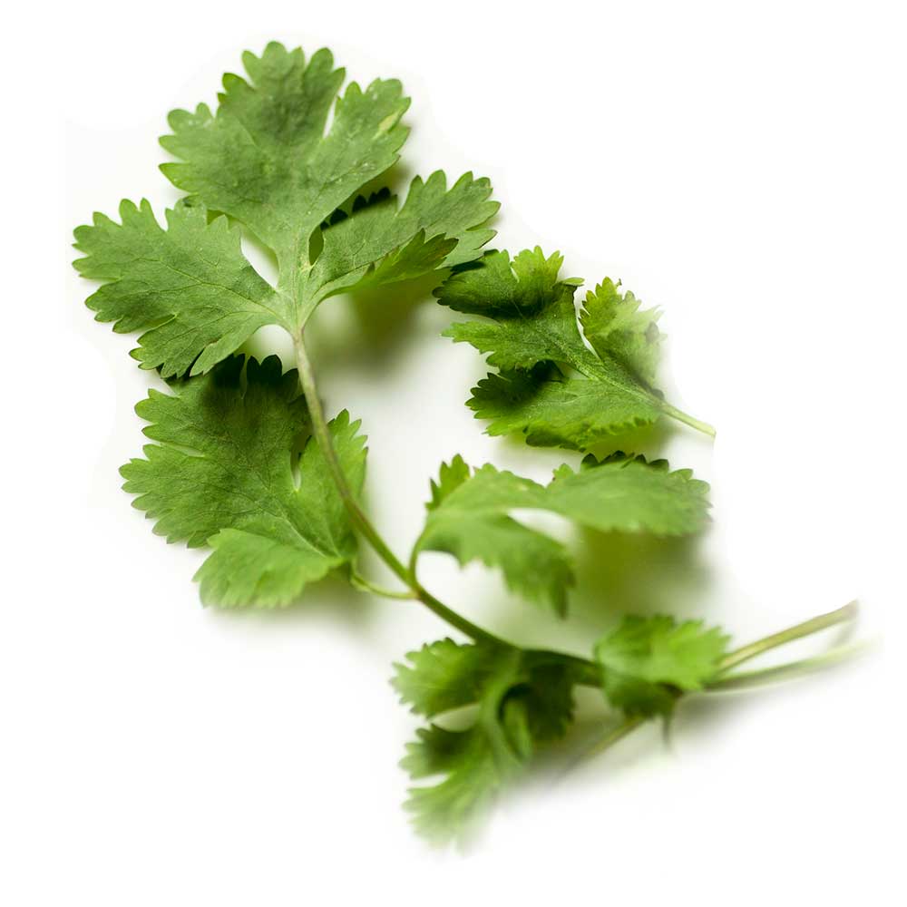 Cilantro Henry Broch Foods